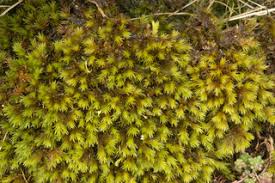 Attēlu rezultāti vaicājumam “Gymnostomum aeruginosum”