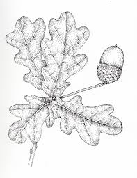 Attēlu rezultāti vaicājumam “Quercus robur leaf”