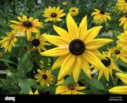 Attēlu rezultāti vaicājumam “Rudbeckia hirta var. pulcherrima flower”