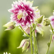 Image result for Aquilegia vulgaris `Nora Barlow`