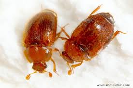 Attēlu rezultāti vaicājumam “Ptinus sp. male”