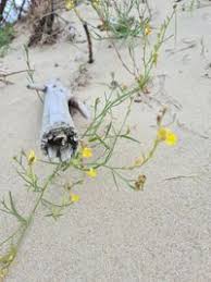 Attēlu rezultāti vaicājumam “Linaria loeselii”