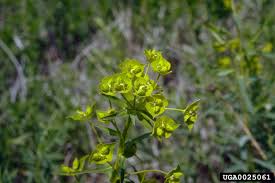 Attēlu rezultāti vaicājumam “Euphorbia virgata”