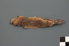 Attēlu rezultāti vaicājumam “Phellinus laevigatus”