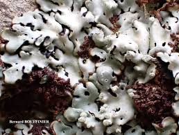 Attēlu rezultāti vaicājumam “Menegazzia terebrata”