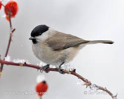 Attēlu rezultāti vaicājumam “Poecile palustris”