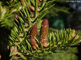 Attēlu rezultāti vaicājumam “Abies balsamea”
