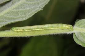 Attēlu rezultāti vaicājumam “Pseudopanthera macularia”