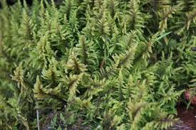 Attēlu rezultāti vaicājumam “Ptilium crista-castrensis”