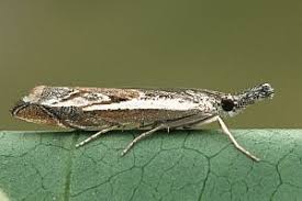 Attēlu rezultāti vaicājumam “Platytes alpinella”