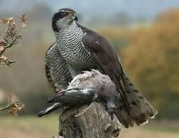Attēlu rezultāti vaicājumam “Accipiter gentilis”