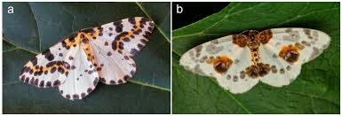 Attēlu rezultāti vaicājumam “Abraxas grossulariata larva”