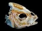 BioLib - Image - Trachurus picturatus (Blue Jack Mackerel)