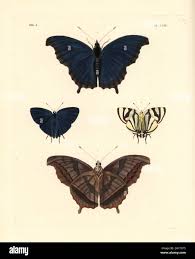 Attēlu rezultāti vaicājumam “Argynnis laodice male”