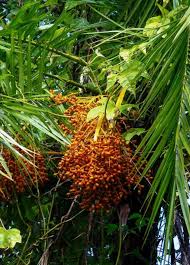Attēlu rezultāti vaicājumam “Cinna latifolia fruit”