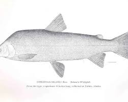 Image result for Coregonus clupeaformis