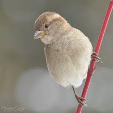 Attēlu rezultāti vaicājumam “Passer domesticus”
