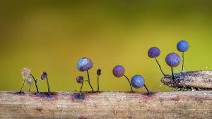 Attēlu rezultāti vaicājumam “Craterium minutum spores”