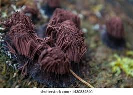 Attēlu rezultāti vaicājumam “Stemonitis fusca young”