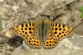 Attēlu rezultāti vaicājumam “Issoria lathonia upperside”