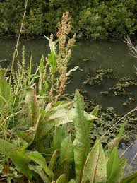 Attēlu rezultāti vaicājumam “Rumex hydrolapathum leaf”