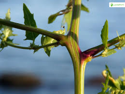Attēlu rezultāti vaicājumam “Atriplex calotheca leaf”