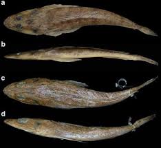 Image result for Platycephalus richardsoni