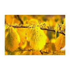 Attēlu rezultāti vaicājumam “Hamamelis virginiana”