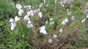Attēlu rezultāti vaicājumam “Eriophorum angustifolium fruit”