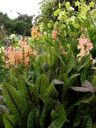 Image result for Rumex sanguineum