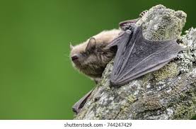 Attēlu rezultāti vaicājumam “Pipistrellus nathusii”