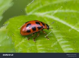 Attēlu rezultāti vaicājumam “Gonioctena”