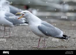 Attēlu rezultāti vaicājumam “Larus argentatus adult”