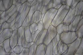 Attēlu rezultāti vaicājumam “Ombrophila violacea spores”