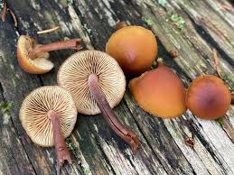 Attēlu rezultāti vaicājumam “Gymnopilus picreus”