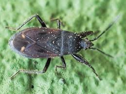 Attēlu rezultāti vaicājumam “Eremocoris plebejus”