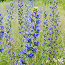 Attēlu rezultāti vaicājumam “Echium vulgare”