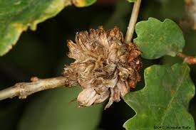 Attēlu rezultāti vaicājumam “Andricus foecundatrix”