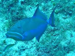 Image result for Balistes vetula