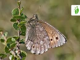 Attēlu rezultāti vaicājumam “Oeneis jutta”