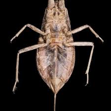 Attēlu rezultāti vaicājumam “Nepa cinerea nymph”