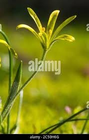 Attēlu rezultāti vaicājumam “Gagea pratensis”