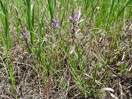 Attēlu rezultāti vaicājumam “Polygala comosa”