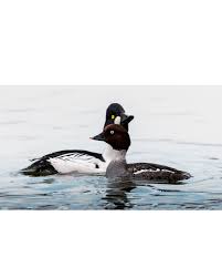 Attēlu rezultāti vaicājumam “Bucephala clangula”