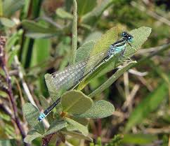 Attēlu rezultāti vaicājumam “Ischnura pumilio”