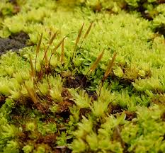 Attēlu rezultāti vaicājumam “Encalypta”