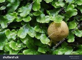 Attēlu rezultāti vaicājumam “Conocephalum conicum”