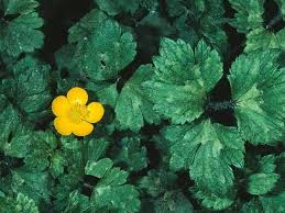 Attēlu rezultāti vaicājumam “Ranunculus repens leaf”