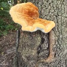 Attēlu rezultāti vaicājumam “Hapalopilus croceus”