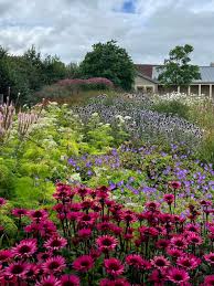 Attēlu rezultāti vaicājumam “Calamagrostis purpurea flower”